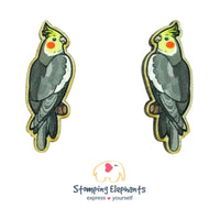 Grey Cockatiel Studs